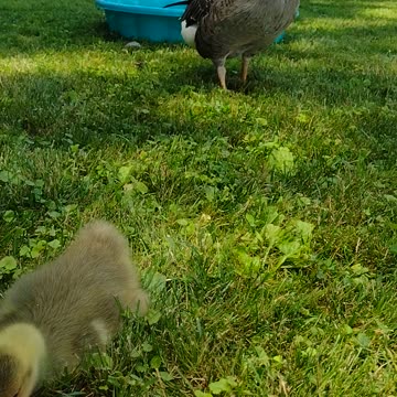 Watermelon With The Babies