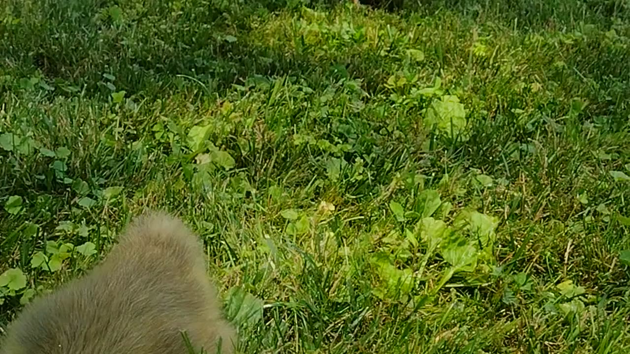 Watermelon With The Babies