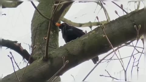 Common Blackbird Eurasian Blackbird Beautiful Birds Nature