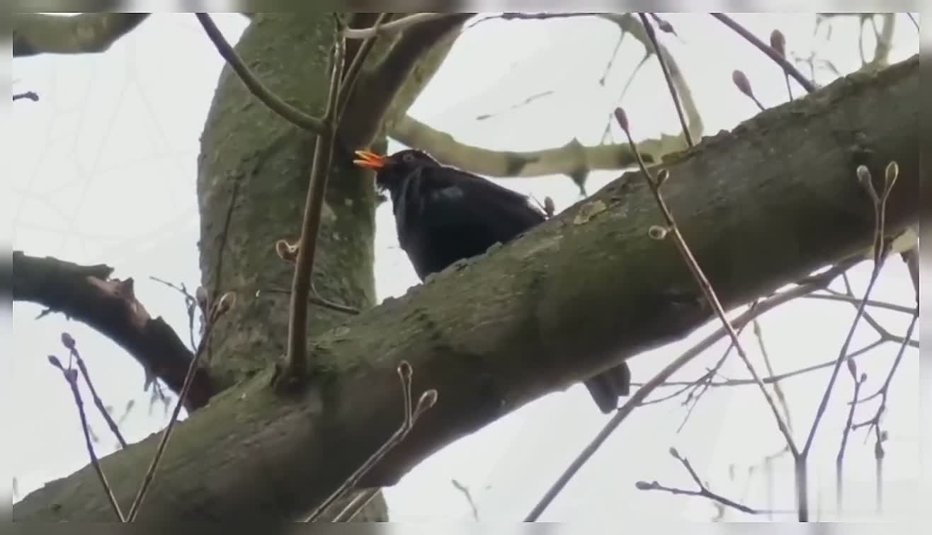 Common Blackbird Eurasian Blackbird Beautiful Birds Nature