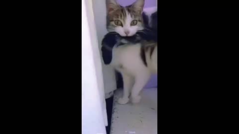 Funny videos of animals Cat dogs that are funny