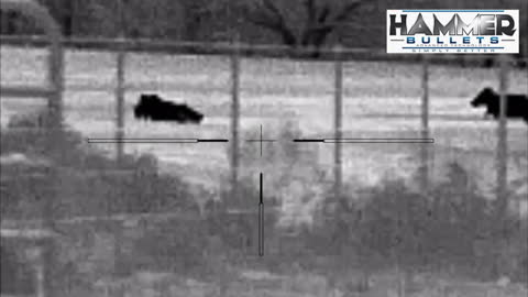 135 Power Hammer • Biggest Boar Longest Shot Sow 2022 • 300 WSM