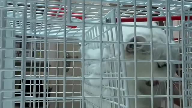 Cute little animals87