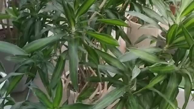 Green iron tree in the greenhouse