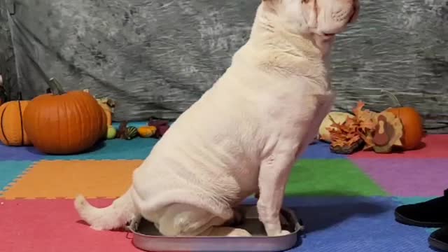 Tindrah November 2022 Canine Ninja Level 1