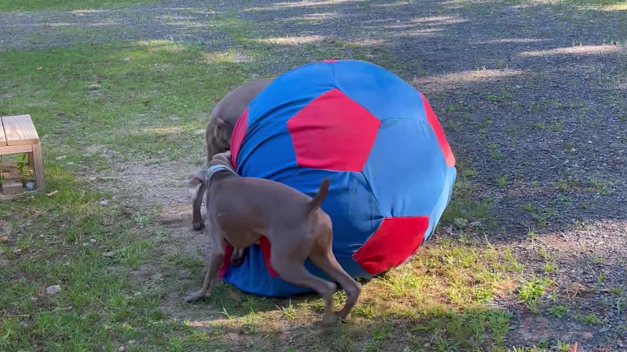 Weimaraners Playing With The Horses' Ball