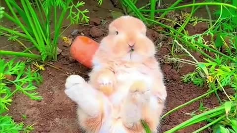 The Cute Rabbit