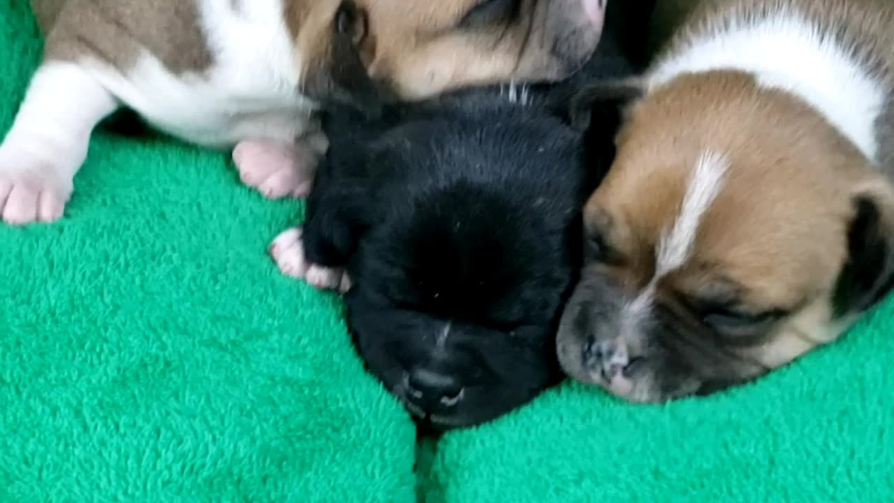 ♀️♂️♂️Litter H #StaffordshireBullTerrier @ e-Ruffian.com
