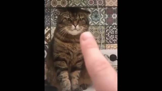 Funny Cat Compilation 2021