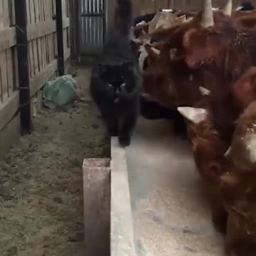 Cat shows cow who is the boss.