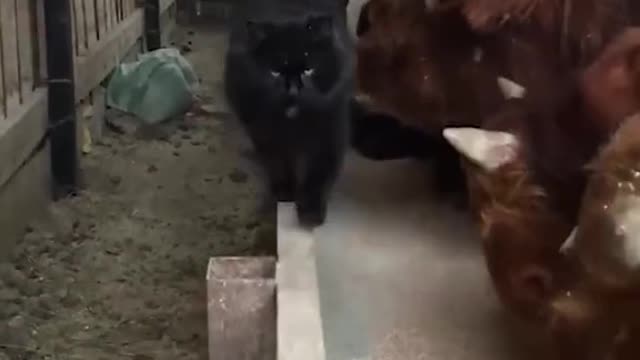 Cat shows cow who is the boss.