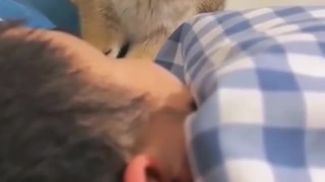 Cat funny video