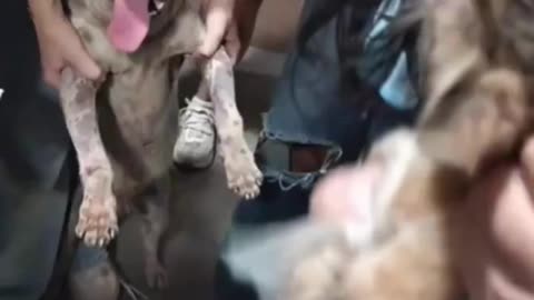 Watch: Dog Saves Kittens Trapped by Rock After Heavy Rain! 🐶❤️