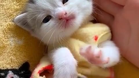 cute kitten 🥰🥰🥰