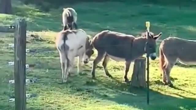 Horses and sheep have a good relationship