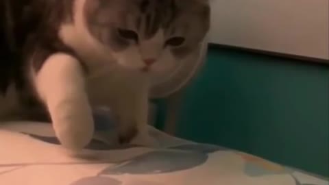 funny and cuty animals
