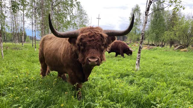 Big bull scratching