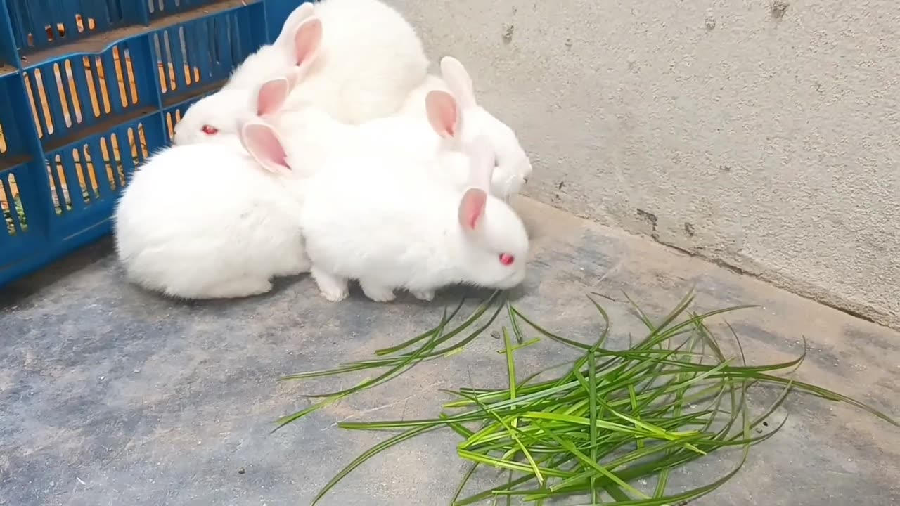 Six white rabbits are eating green grass