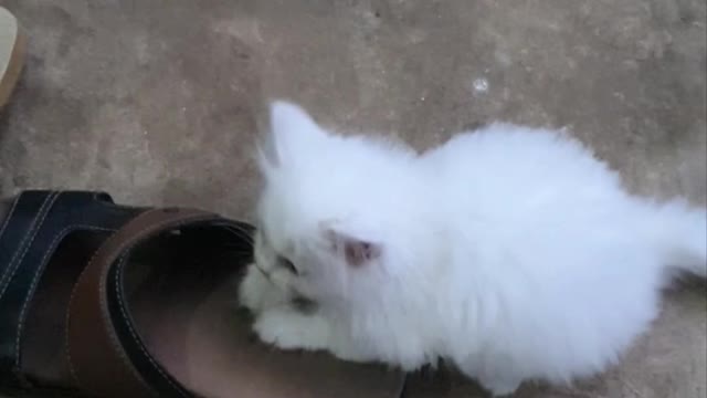 Video fany my cat white color