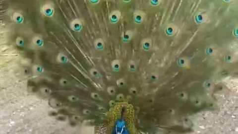 Beauty of India's National Bird Peacock 🦚