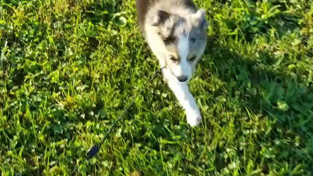 Liberty As A Puppy