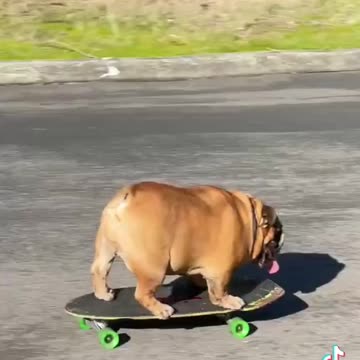 BULLDOG LOVE TO PLAY SKATEBOARD.mp4