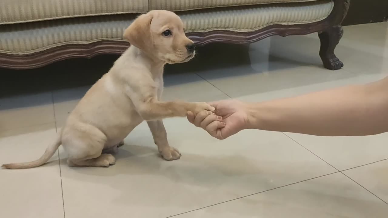 Labrador puppy training