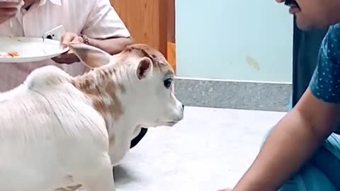 Mini cow