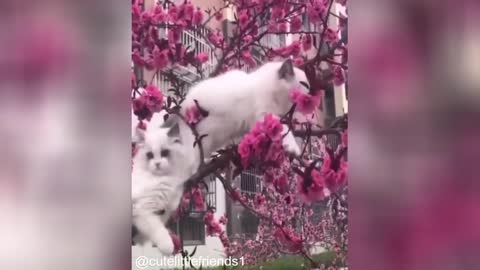 funny cat animals