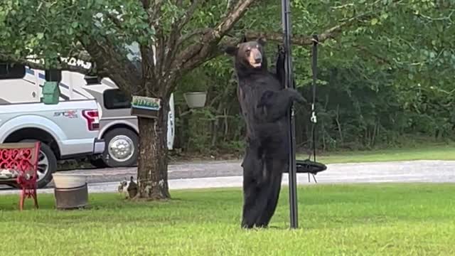 Neighborhood Bear Battles the Bird Feeder