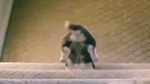 Dog falling down from stairs🐶 #dog #funnyvideo