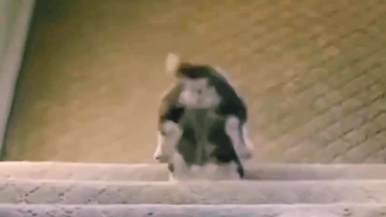 Dog falling down from stairs🐶 #dog #funnyvideo