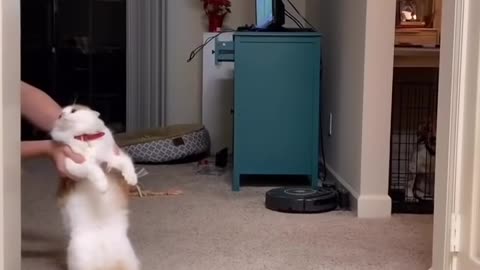 Funny Cat Dance