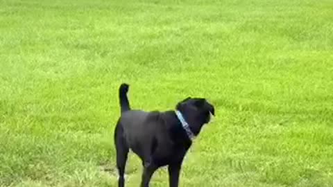 He Wants All The smoke