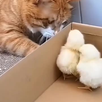 Episode #03 Crazy Cat Funny Viral Video