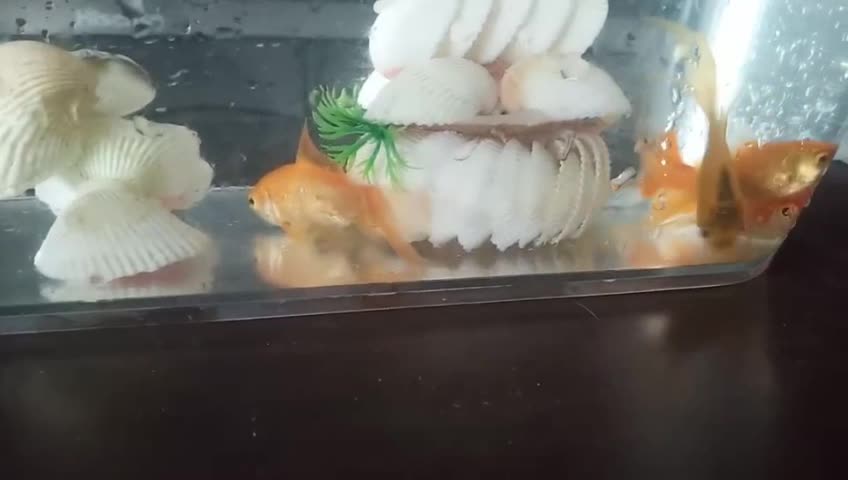 The 4 little goldfish raised at home swim happily every day