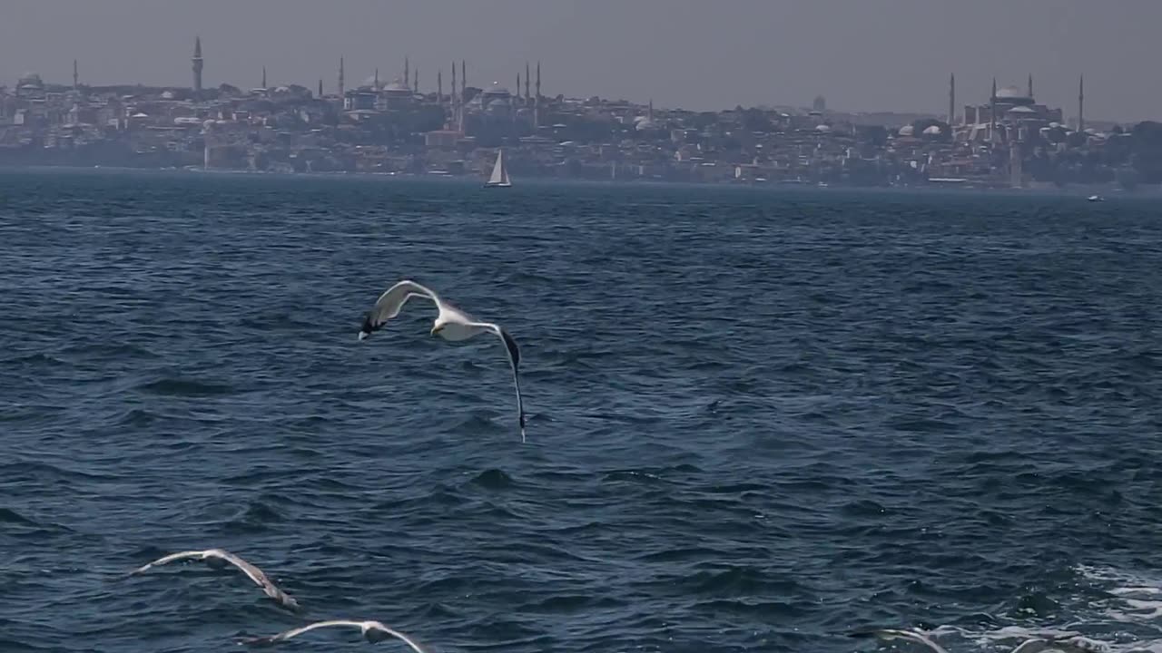 BEAUTIFUL BIRDS....