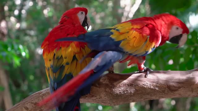 Parrot Bird Macaw Feathers cute video