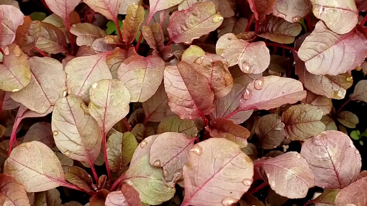 Red Amaranth, healthy dark color leafy vegetable