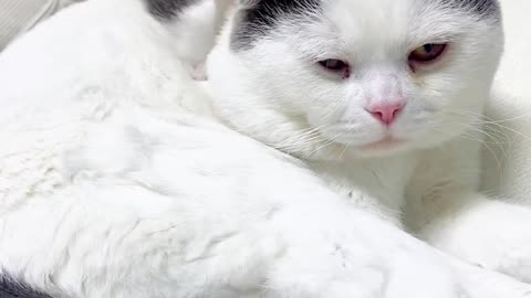 funny animals everyday videos