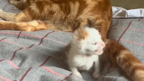 Cat her cute baby