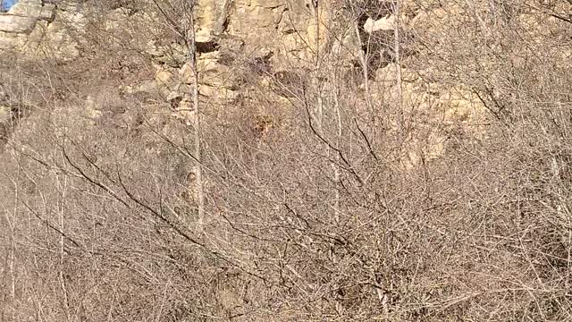 pigeon rock