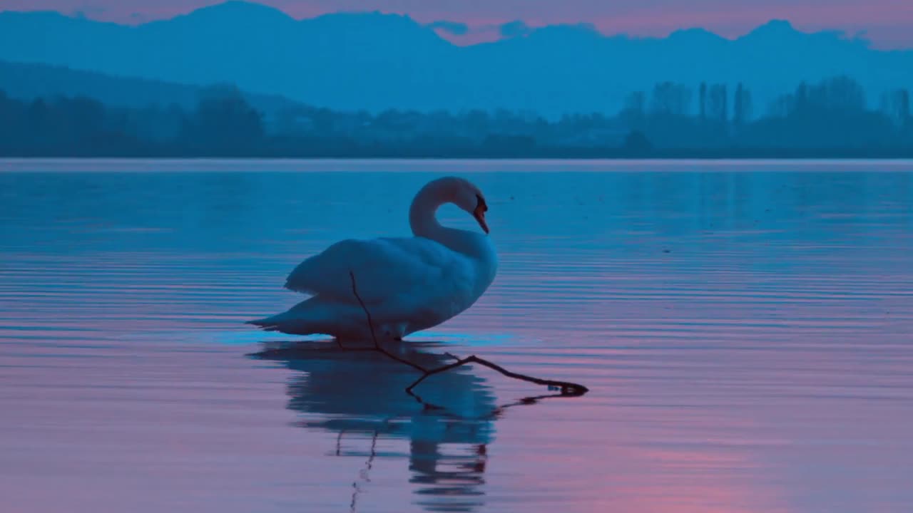 Nature video duck swimming on water 🦢