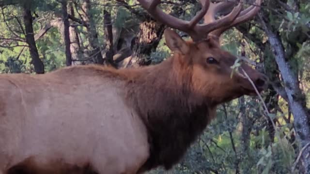 Elk Bugling - Pine Arizona