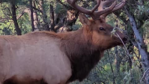 Elk Bugling - Pine Arizona