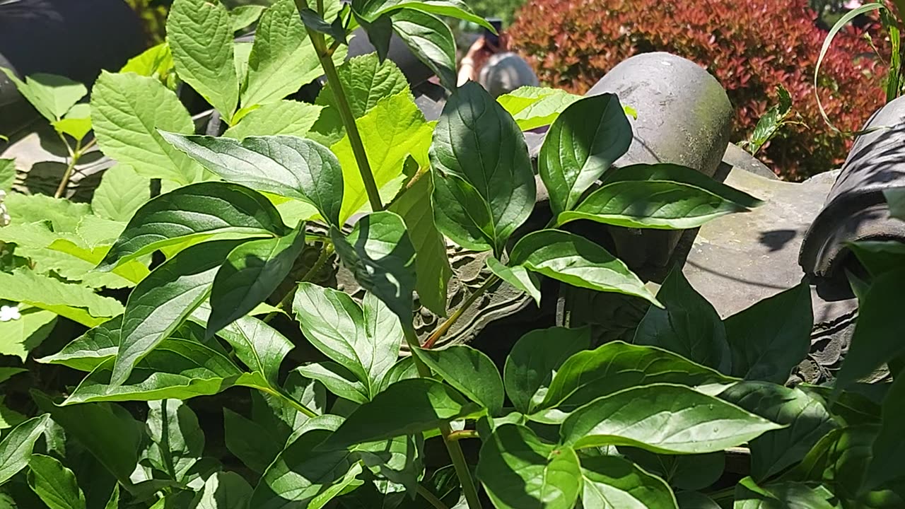 a temple-protecting flower