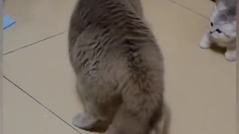 Clash of cats . Great and funny clip . The fist of Muhammad Ali