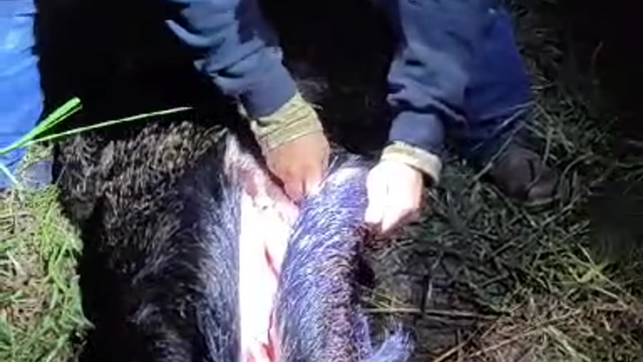 Wild Hog harvest