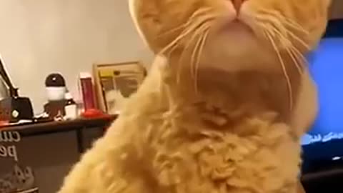 Funny Animal 😻 Moment