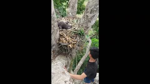 Kekayaan tersembunyi hutan borneo